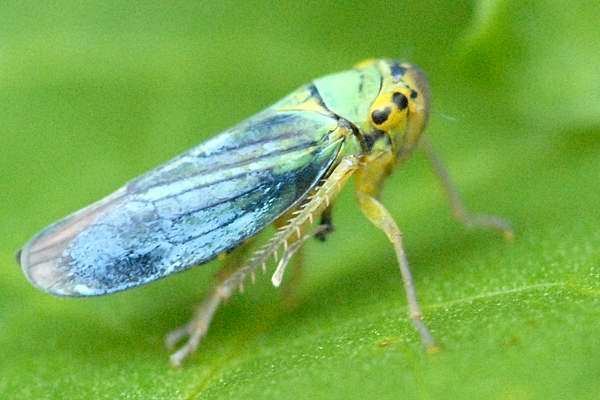 Cicadella Cicadella viridis Green leafhopper