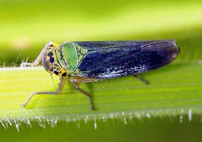 Cicadella Cicadellidae Cicadella viridis
