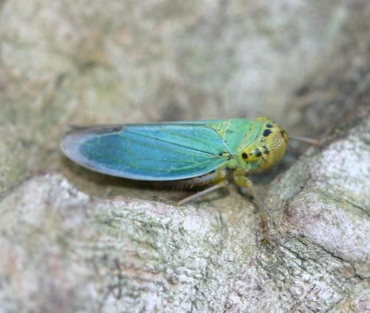 Cicadella viridis Green Leafhopper Cicadella viridis NatureSpot