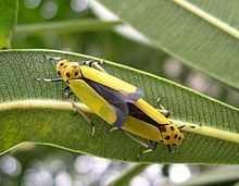 Cicadellinae httpsuploadwikimediaorgwikipediacommonsthu