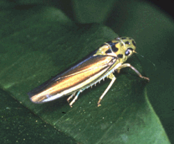 Cicadellinae Tribe Cicadellini