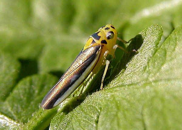 Cicadellinae Leafhoppers Subfamily Cicadellinae