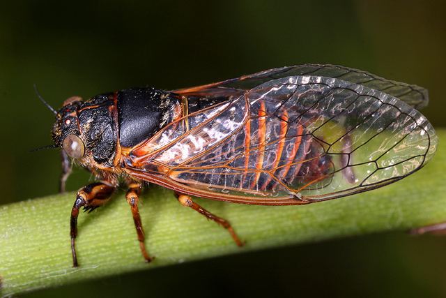 Cicadetta Cicadetta tibialis Hhnerzikade ZwergsingzikadeM12