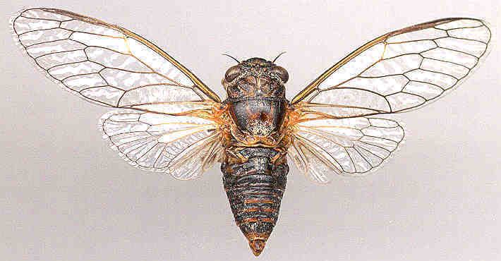 Cicadetta Genus Cicadetta group III Gidyea Cicada Brigalow Cicadas Wattle
