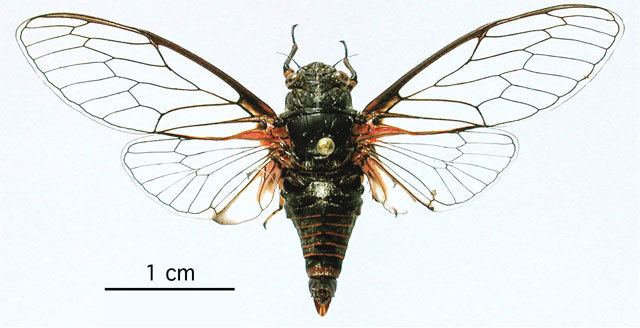 Cicadetta Cicadetta olympica European Cicadas