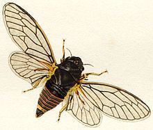 Cicadetta montana httpsuploadwikimediaorgwikipediacommonsthu