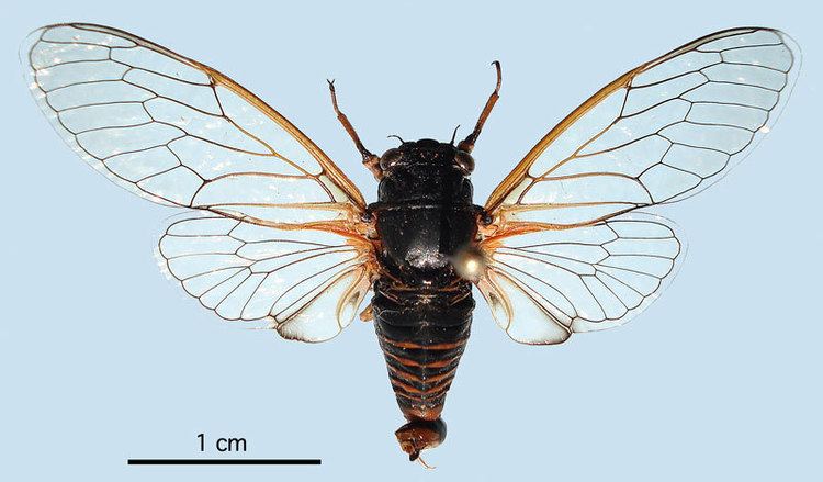 Cicadetta montana Cicadetta cantilatrix European Cicadas