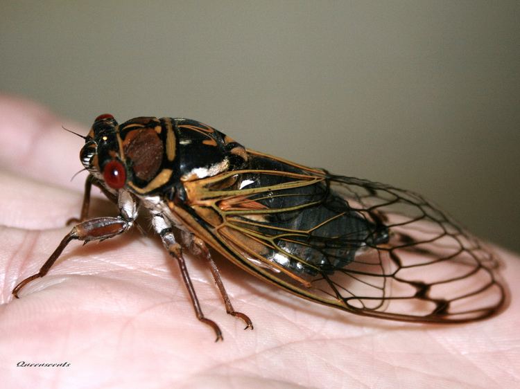 Cicadomorpha Hmm Cicada Kingdom Animalia Phylum Arthropoda Flickr