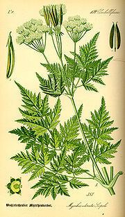 Cicely Cicely Wikipedia