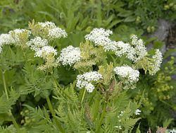 Cicely Cicely Wikipedia