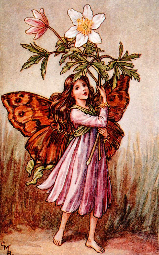 Cicely Mary Barker The Song Of The Windflower Fairy a spring Flower Fairy