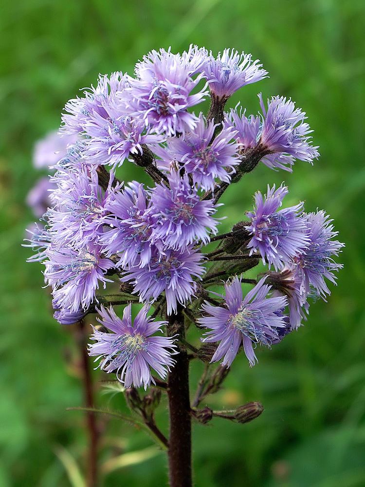 Cicerbita alpina FileCicerbita alpina Schweiz Julierpass 0187jpg Wikimedia