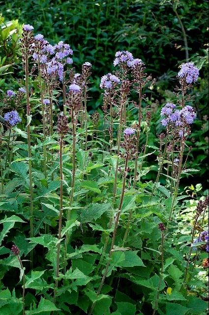 Cicerbita alpina 20 June 2013 Northumberland Alpine Gardener39s Diary Gardeners