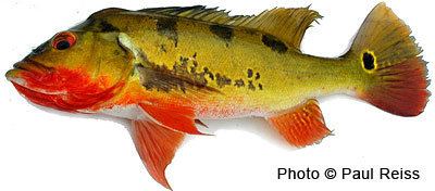 Cichla monoculus Peacock Bass Identification Guide Cichla monoculus Acute Angling