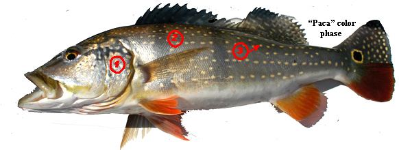 Cichla temensis Peacock Bass Identification Guide Cichla temensis Acute Angling
