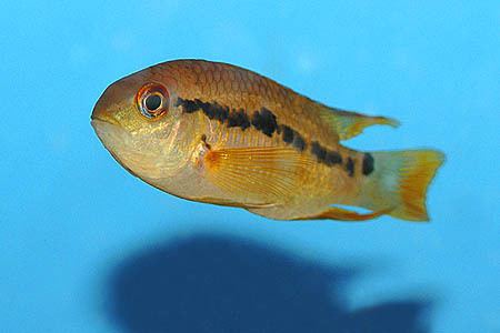 Cichlasoma Cichlasoma boliviense Bolivia Cichlid Seriously Fish