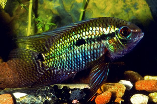 Cichlasoma Fish Identification