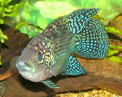Cichlid Cichlids Fish Guides for African South American Dwarf Cichlids