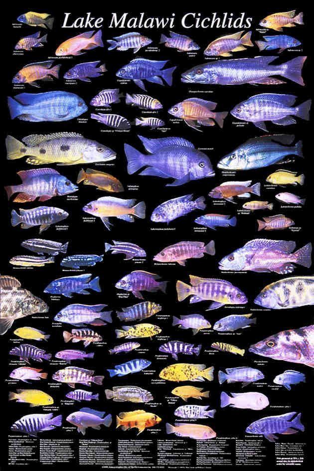 Cichlid 1000 ideas about African Cichlids on Pinterest Cichlids Malawi