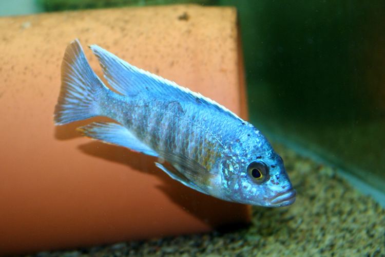 Cichlid South East Cichlids African Cichlids For Sale African Cichlid