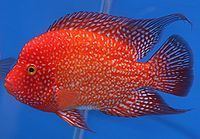 Cichlid httpsuploadwikimediaorgwikipediacommonsthu