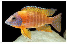 Cichlid CichlidAdvicecom A complete beginners guide