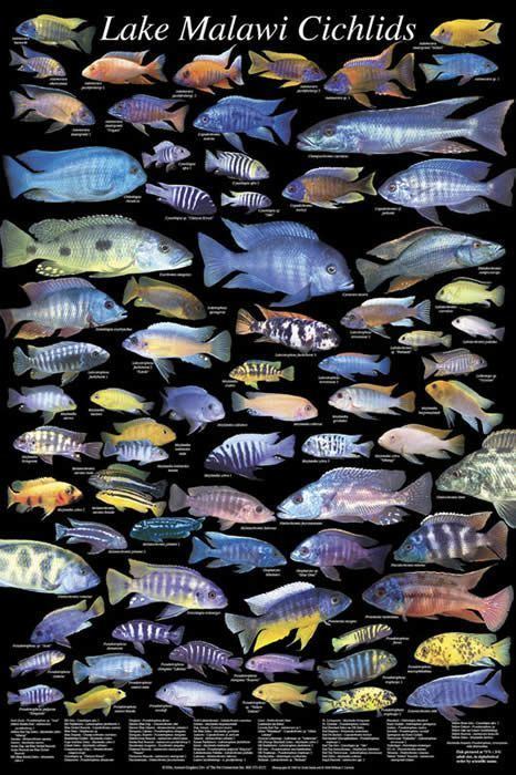 Cichlid 1000 ideas about Cichlids on Pinterest Betta Cichlid fish and