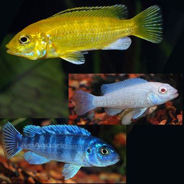 Cichlid Tropical Fish for Freshwater Aquariums Mbuna Mixed Cichlid