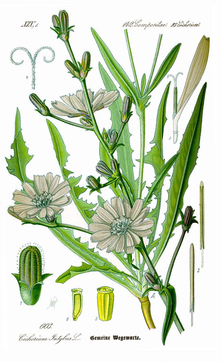 Cichorium Chicory Wikipedia