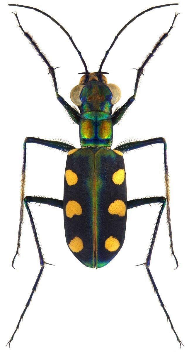 Cicindela aurulenta Cicindela Cosmodela aurulenta Fabricius 1801 Carabidae