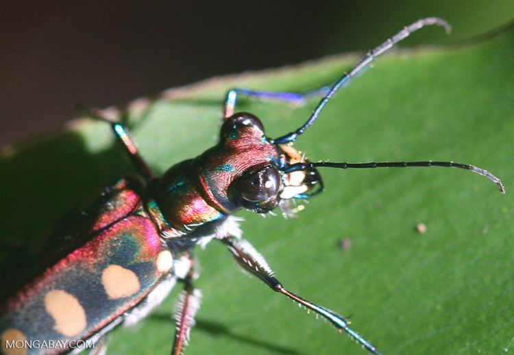 Cicindela aurulenta Spotted tiger beetle Cicindela aurulenta