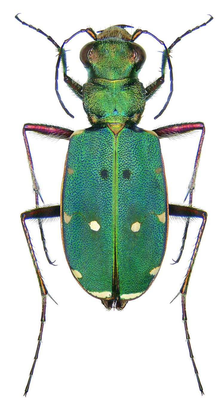 Cicindela campestris Cicindela Cicindela campestris Linnaeus 1758 Carabidae