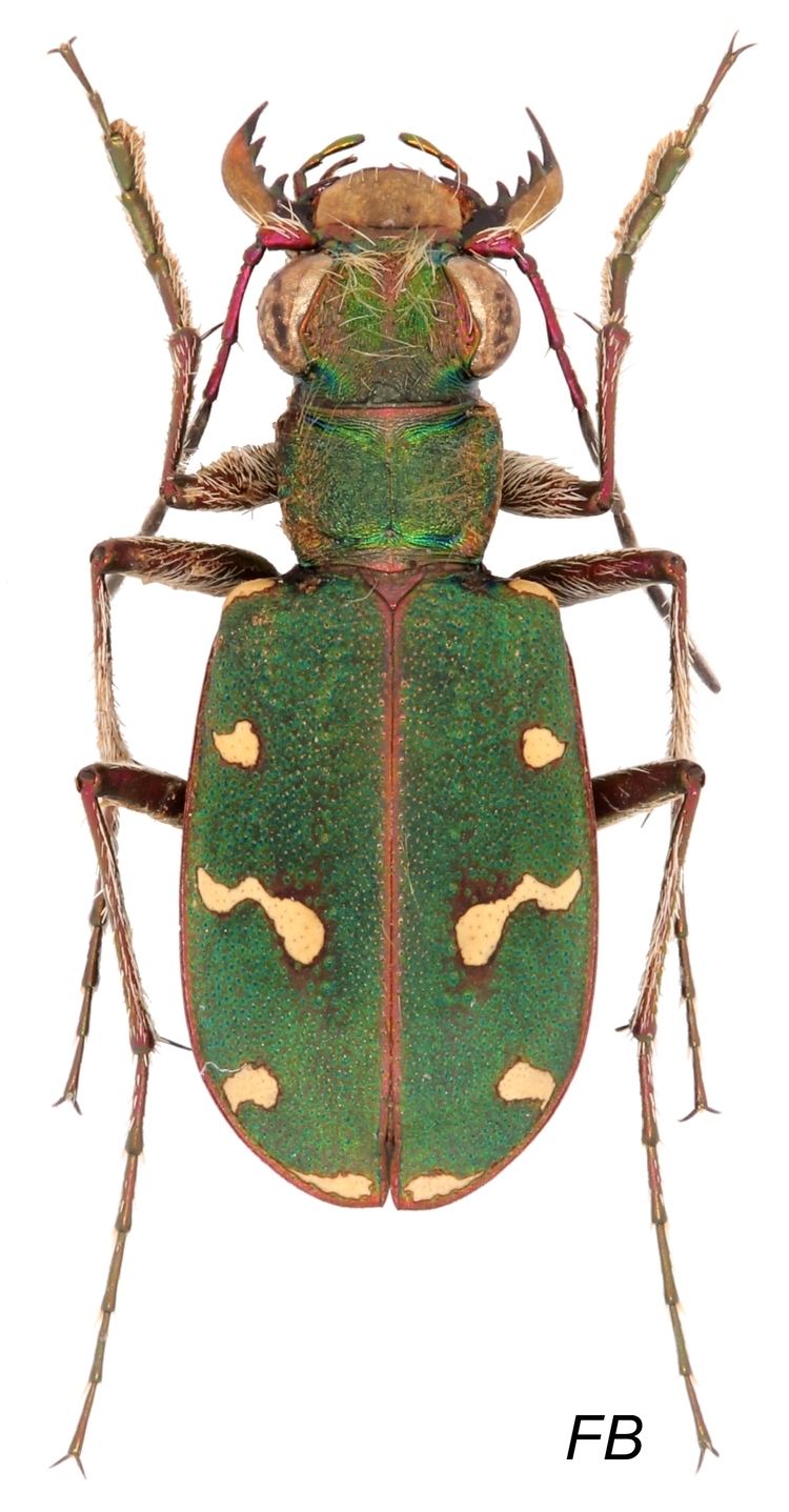 Cicindela campestris Cicindela Cicindela campestris Linnaeus 1758 Carabidae