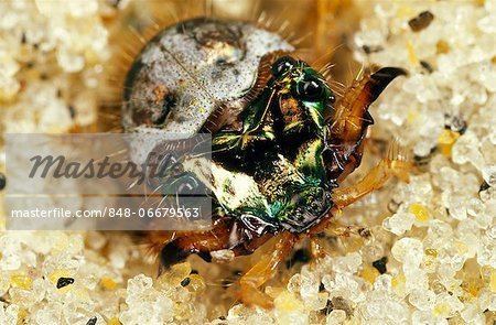 Cicindela dorsalis Northern Beach Tiger Beetle Cicindela dorsalis dorsalis larva in