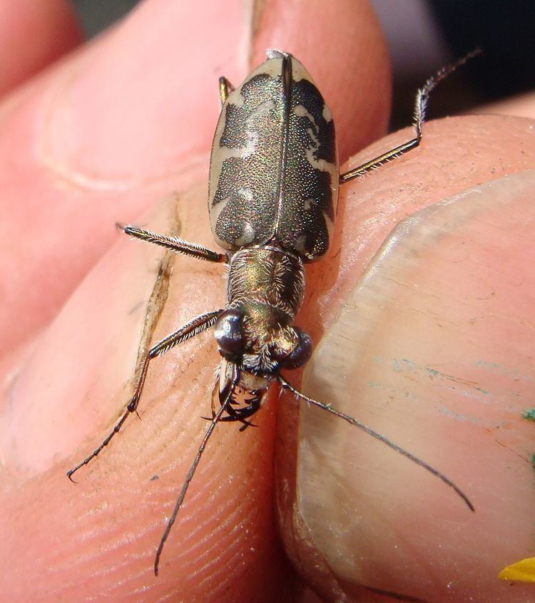 Cicindela puritana