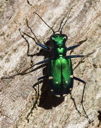 Cicindela sexguttata - Alchetron, The Free Social Encyclopedia