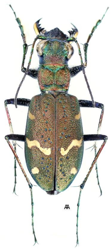 Cicindela sylvatica Cicindela Cicindela sylvatica Linnaeus 1758 Carabidae