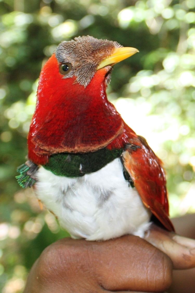 Cicinnurus Cicinnurus regius New Guinea Birds