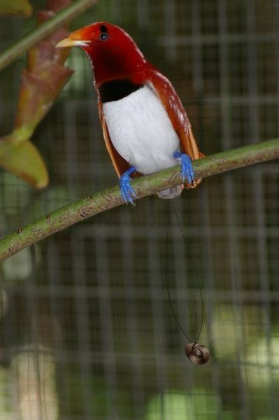 Cicinnurus King bird of paradise Cicinnurus regius at Melaka Zoo Photo