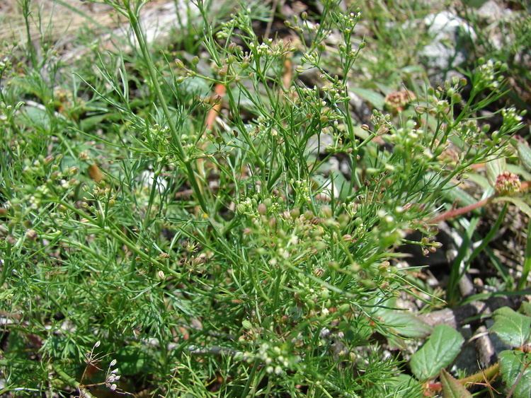 Ciclospermum leptophyllum FileStarr 0806025532 Ciclospermum leptophyllumjpg Wikimedia Commons