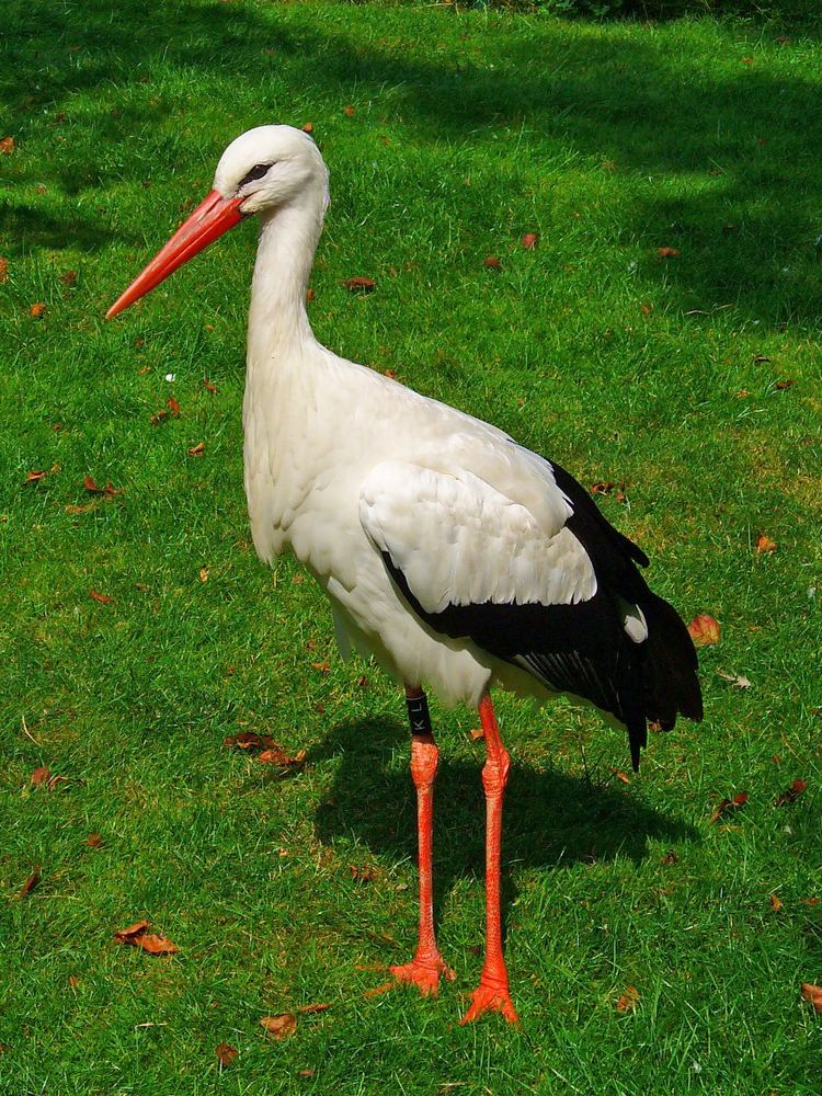 Ciconia FileCiconia ciconia 01JPG Wikimedia Commons