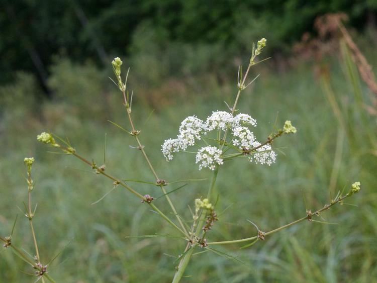 Cicuta bulbifera MinneFlora Water Hemlock Cicuta bulbifera