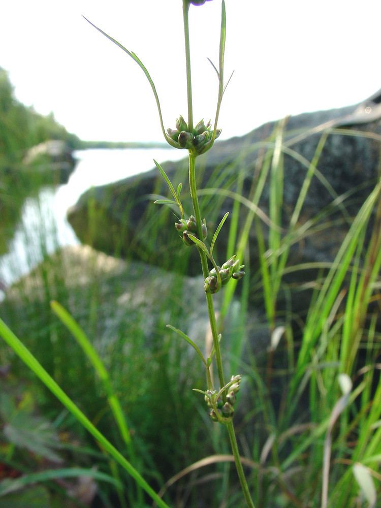 Cicuta bulbifera Cicuta bulbifera bulbletbearing waterhemlock Go Botany