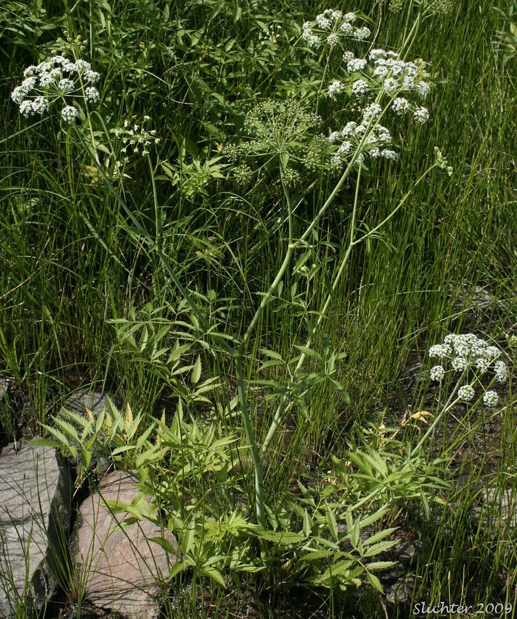 Cicuta douglasii Douglas39 Water Hemlock Douglas39 Waterhemlock Western Waterhemlock