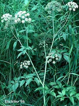 Cicuta douglasii Western Waterhemlock