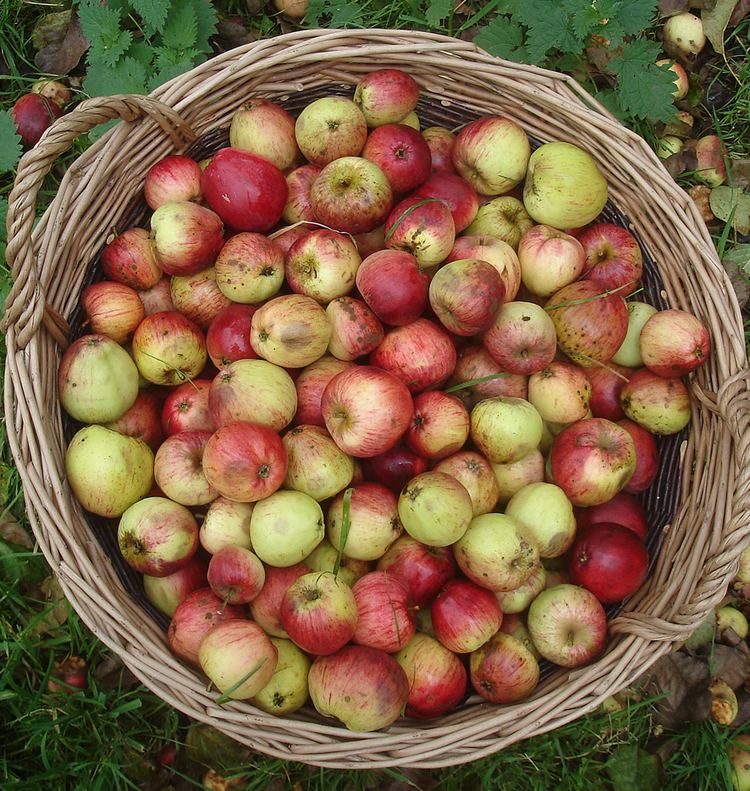 Cider apple Top fiveapples for cider making Two Thirsty Gardeners