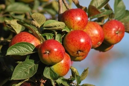 Cider apple Cider Apples Product Categories Yalca Fruit Trees