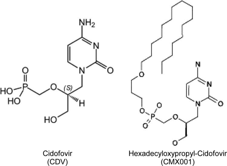 Cidofovir HexadecyloxypropylCidofovir CMX001 Suppresses JC Virus
