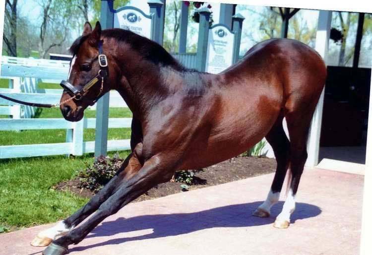 Cigar (horse) thoroughbred champion Cigar THE VAULT Horse racing past and present