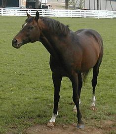 Cigar (horse) httpsuploadwikimediaorgwikipediacommonsthu